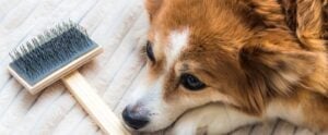 Brown and white dog lying down next to a wooden slicker brush on a light textured surface.